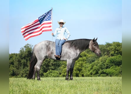 American Quarter Horse, Gelding, 6 years, 16 hh, Roan-Blue