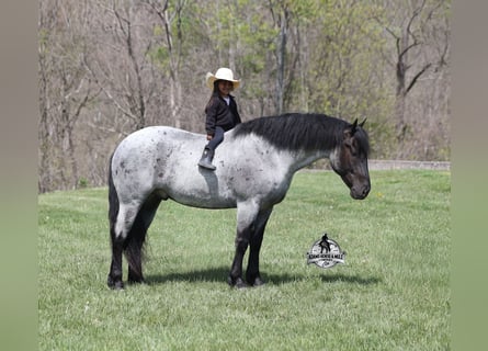 American Quarter Horse, Gelding, 6 years, 16 hh, Roan-Blue