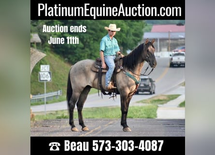 American Quarter Horse, Gelding, 6 years, 16,2 hh, Dun