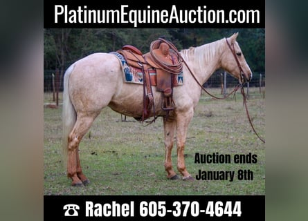 American Quarter Horse, Gelding, 6 years, 17 hh, Palomino