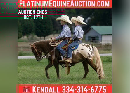 American Quarter Horse, Gelding, 6 years, 9.3 hh, Bay