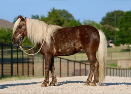 American Quarter Horse, Gelding, 6 years, 9.3 hh, Brown