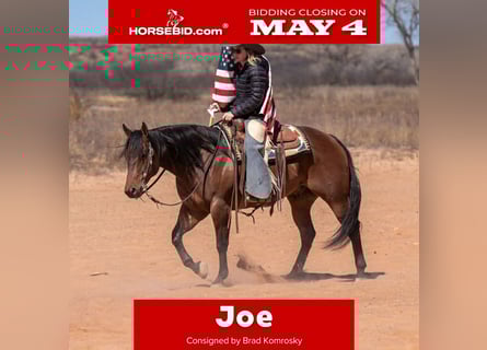 American Quarter Horse, Gelding, 6 years, Bay