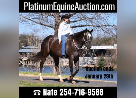 American Quarter Horse, Gelding, 6 years, Bay