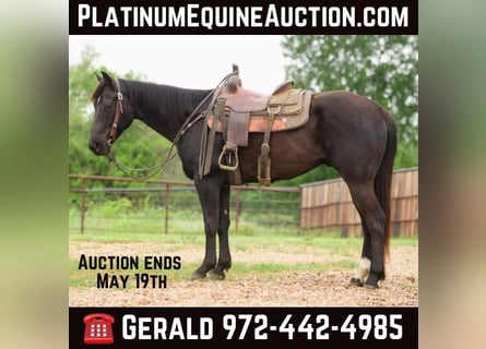 American Quarter Horse, Gelding, 6 years, Black