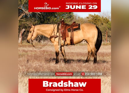 American Quarter Horse, Gelding, 6 years, Buckskin
