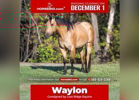 American Quarter Horse, Gelding, 6 years, Buckskin