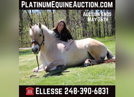 American Quarter Horse, Gelding, 6 years, Buckskin