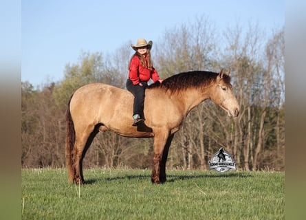 American Quarter Horse, Gelding, 6 years, Champagne