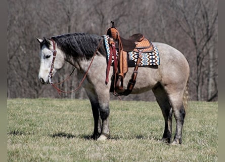 American Quarter Horse, Gelding, 6 years, Gray-Dapple