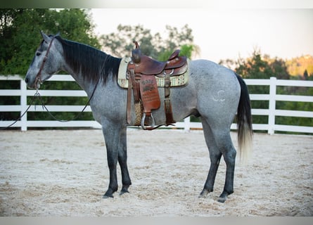 American Quarter Horse, Gelding, 6 years, Gray