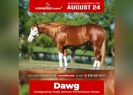 American Quarter Horse Mix, Gelding, 6 years, Pinto