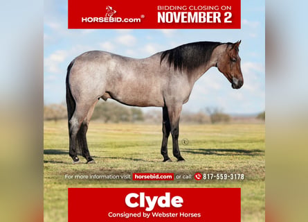 American Quarter Horse, Gelding, 6 years, Roan-Bay