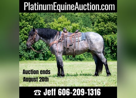 American Quarter Horse, Gelding, 6 years, Roan-Blue