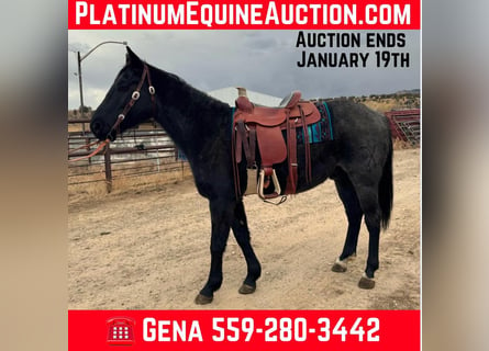 American Quarter Horse, Gelding, 6 years, Roan-Blue