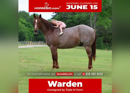 American Quarter Horse, Gelding, 6 years, Roan-Red
