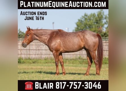 American Quarter Horse, Gelding, 6 years, Roan-Red