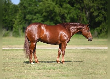 American Quarter Horse, Gelding, 6 years, Sorrel