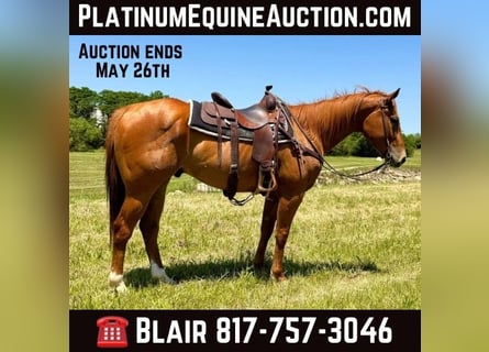 American Quarter Horse, Gelding, 6 years, Sorrel