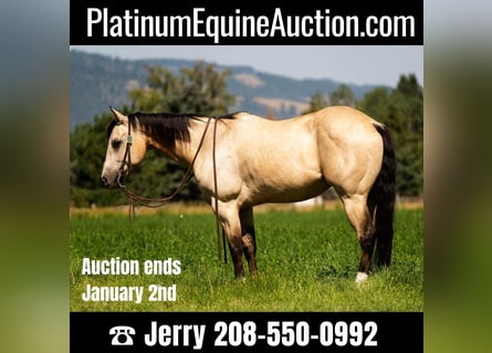 American Quarter Horse, Gelding, 7 years, 14.1 hh, Buckskin