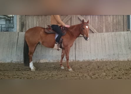 American Quarter Horse, Gelding, 7 years, 14.2 hh, Chestnut-Red