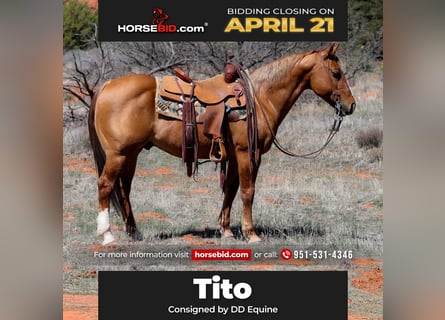 American Quarter Horse, Gelding, 7 years, 14.2 hh, Dun