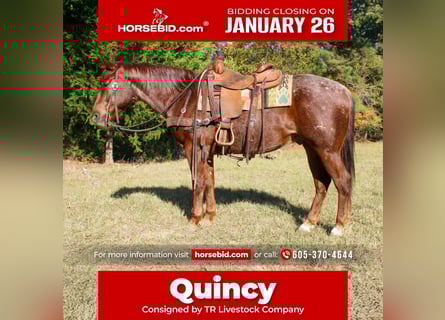 American Quarter Horse, Gelding, 7 years, 14.2 hh, Roan-Red