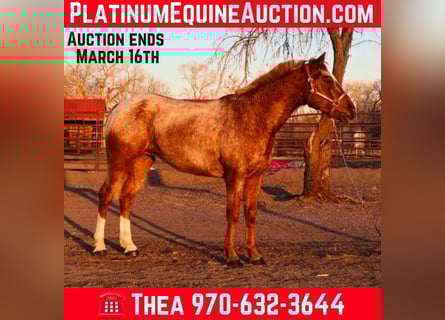 American Quarter Horse, Gelding, 7 years, 14.2 hh, Roan-Red