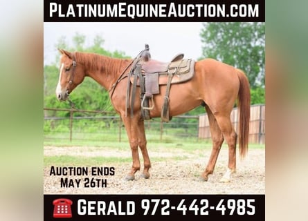 American Quarter Horse, Gelding, 7 years, 14.2 hh, Sorrel