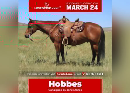 American Quarter Horse, Gelding, 7 years, 14.3 hh, Bay