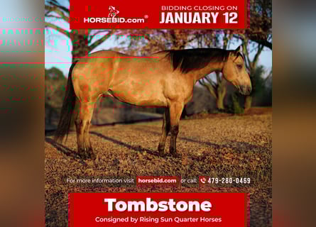 American Quarter Horse, Gelding, 7 years, 14.3 hh, Buckskin