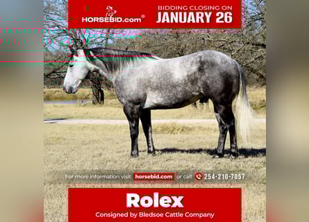 American Quarter Horse, Gelding, 7 years, 14.3 hh, Grey