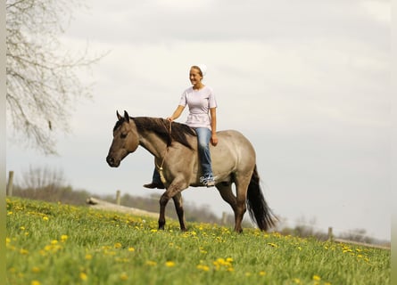 American Quarter Horse, Gelding, 7 years, 14.3 hh, Grullo