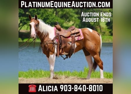 American Quarter Horse, Gelding, 7 years, 14,3 hh, Tobiano-all-colors