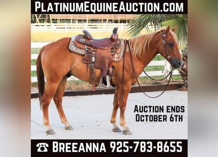 American Quarter Horse, Gelding, 7 years, 14 hh, Chestnut