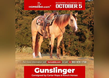American Quarter Horse, Gelding, 7 years, 14 hh, Dun