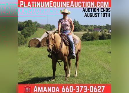 American Quarter Horse, Gelding, 7 years, 14,1 hh, Palomino