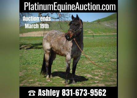 American Quarter Horse, Gelding, 7 years, 14,1 hh, Roan-Bay
