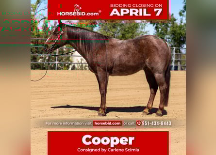 American Quarter Horse, Gelding, 7 years, 14,1 hh, Roan-Red