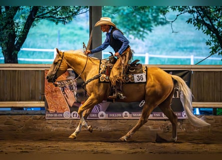 American Quarter Horse, Gelding, 7 years, 14,2 hh