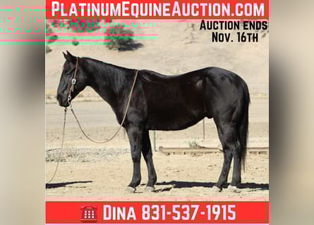 American Quarter Horse, Gelding, 7 years, 14,3 hh, Black