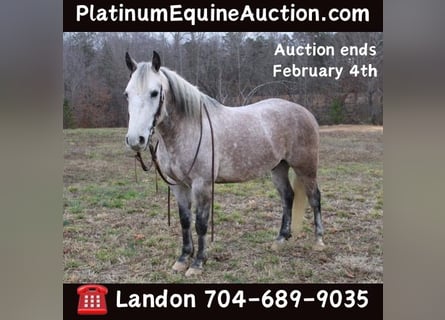 American Quarter Horse, Gelding, 7 years, 14,3 hh, Gray-Dapple