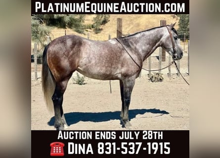 American Quarter Horse, Gelding, 7 years, 14,3 hh, Gray