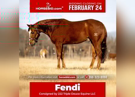 American Quarter Horse, Gelding, 7 years, 14,3 hh, Sorrel