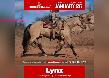 American Quarter Horse, Gelding, 7 years, 15.1 hh, Buckskin