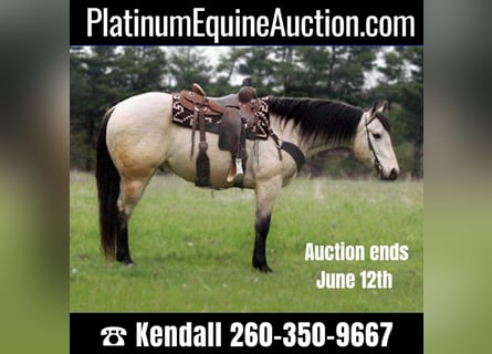 American Quarter Horse, Gelding, 7 years, 15.1 hh, Buckskin