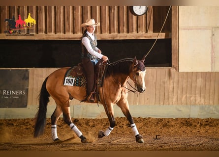 American Quarter Horse, Gelding, 7 years, 15,1 hh, Buckskin