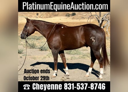 American Quarter Horse, Gelding, 7 years, 15.1 hh, Chestnut