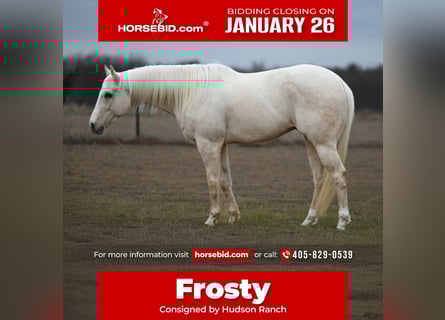 American Quarter Horse, Gelding, 7 years, 15.1 hh, Palomino