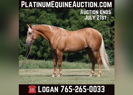 American Quarter Horse, Gelding, 7 years, 15,1 hh, Palomino